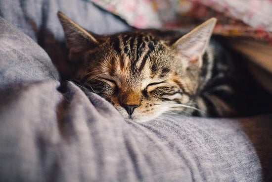 sleep_better