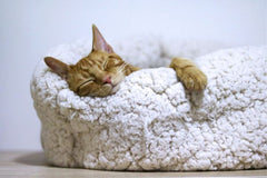 The dangers of melatonin