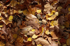Nos meilleurs conseils pour retrouver sa vitalité en automne