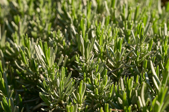 romarin 