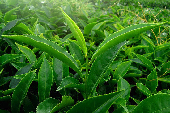 Thé vert Gozen Bio