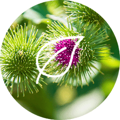 Burdock dietary supplement