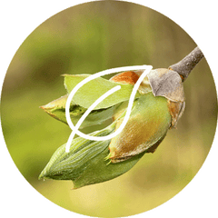 Gemmothérapie : macérats de bourgeons bio