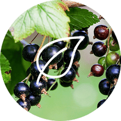 Blackcurrant dietary supplement