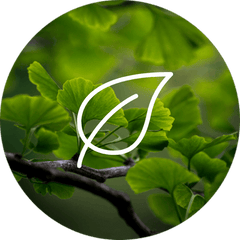 Ginkgo Biloba dietary supplement