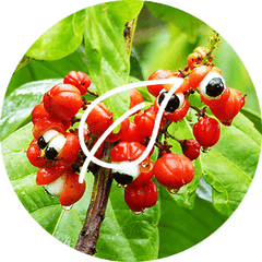 Guarana dietary supplement