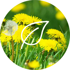 Dandelion dietary supplement