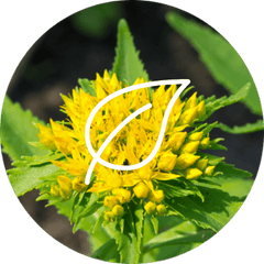 Rhodiola dietary supplement