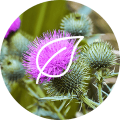 Milk Thistle Dietary Supplement