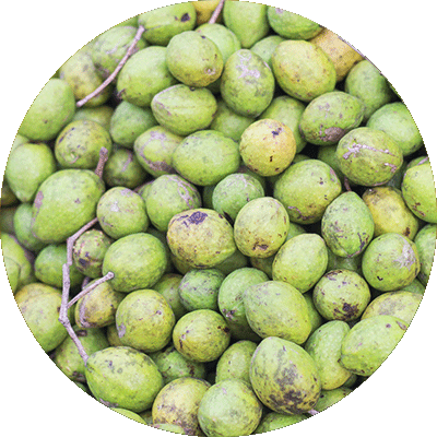 Myrobalan chébule
