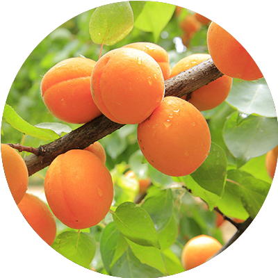 Apricot