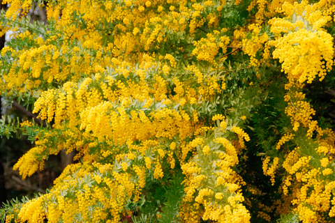 fleur d'acacia