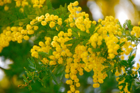 fleur d'acacia