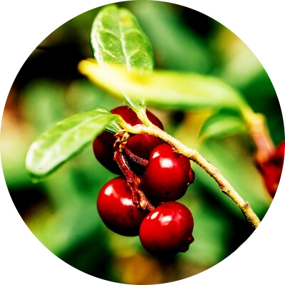 Lingonberry