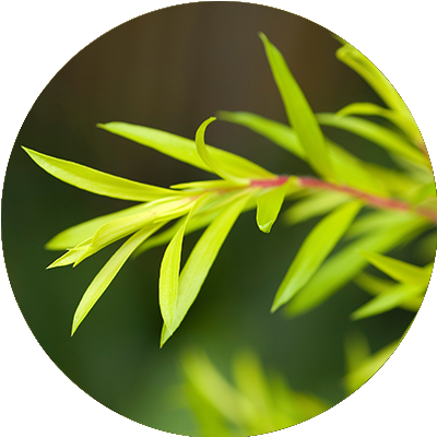 Tea tree