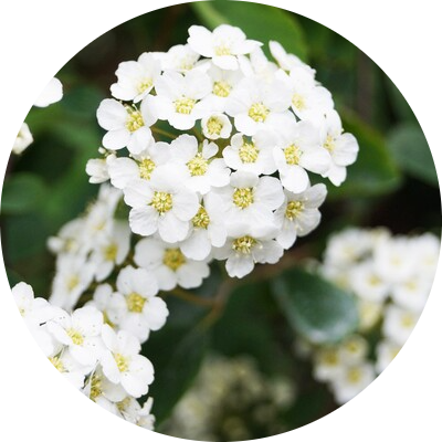 Hawthorn
