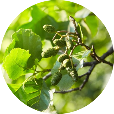 Black alder