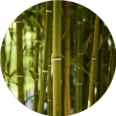 Bamboo