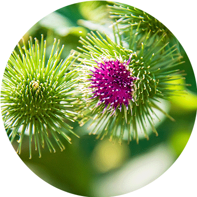 Burdock