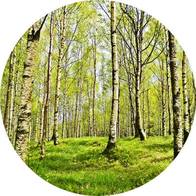 Birch