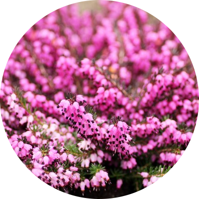 Heather