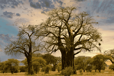Baobab