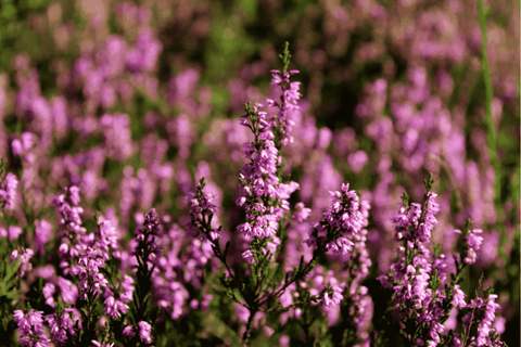 Heather