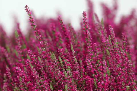 Heather
