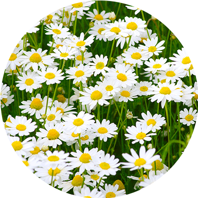 Chamomile