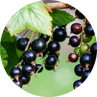 Blackcurrant