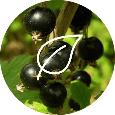 complément alimentaire cassis