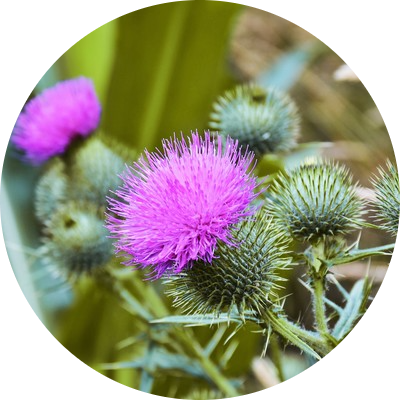 Milk thistle