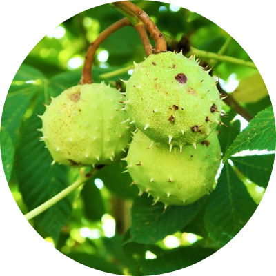 Chestnut tree