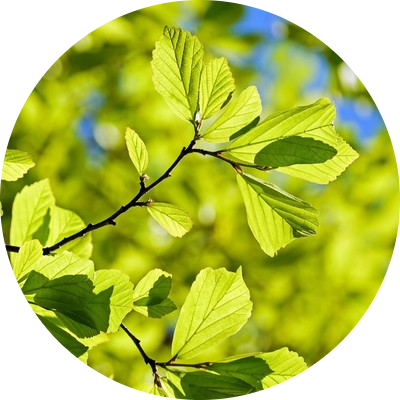 Oak