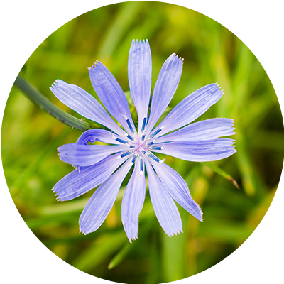 Chicory