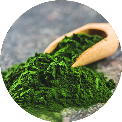 Chlorella