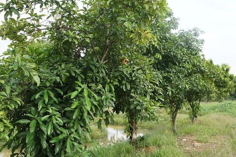 Image de la section