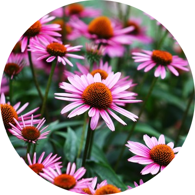 Echinacea