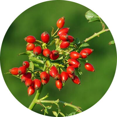 Rosehip
