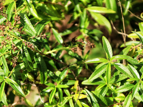 EUCALYPTUS CITRIODORA