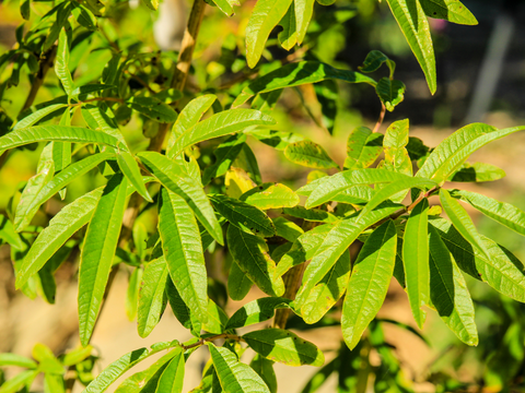 EUCALYPTUS CITRIODORA