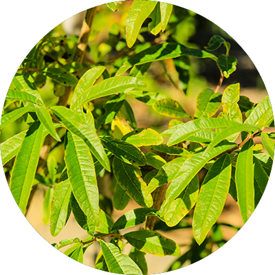 Lemon Eucalyptus