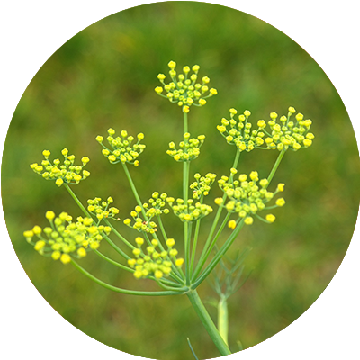 Fennel