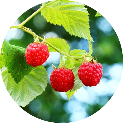 Raspberry bush