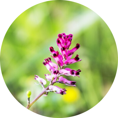Fumitory