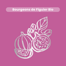 Bud Macerate - Organic Fig Tree