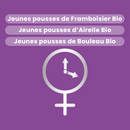 Bud Macerate - Menopause Organic