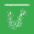 Bud Macerate - Organic Rosemary