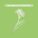 Bud Macerate - Organic Linden