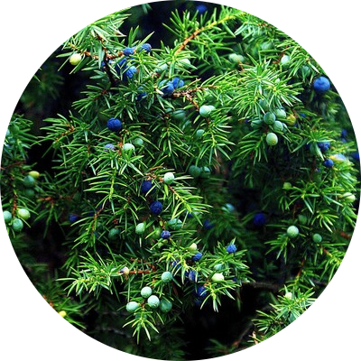 Common juniper